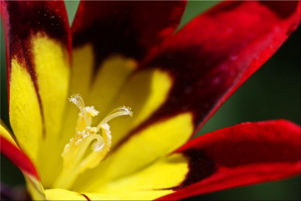 photo "Red And Yellow" tags: nature, macro and close-up, 