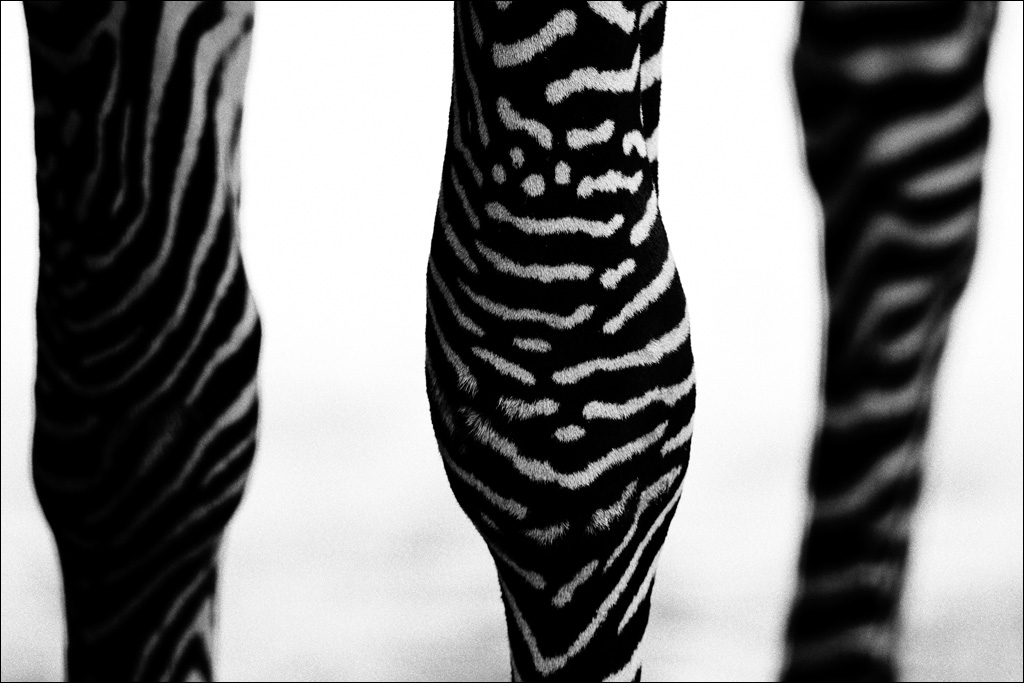 photo "***" tags: black&white, nature, abstract, 