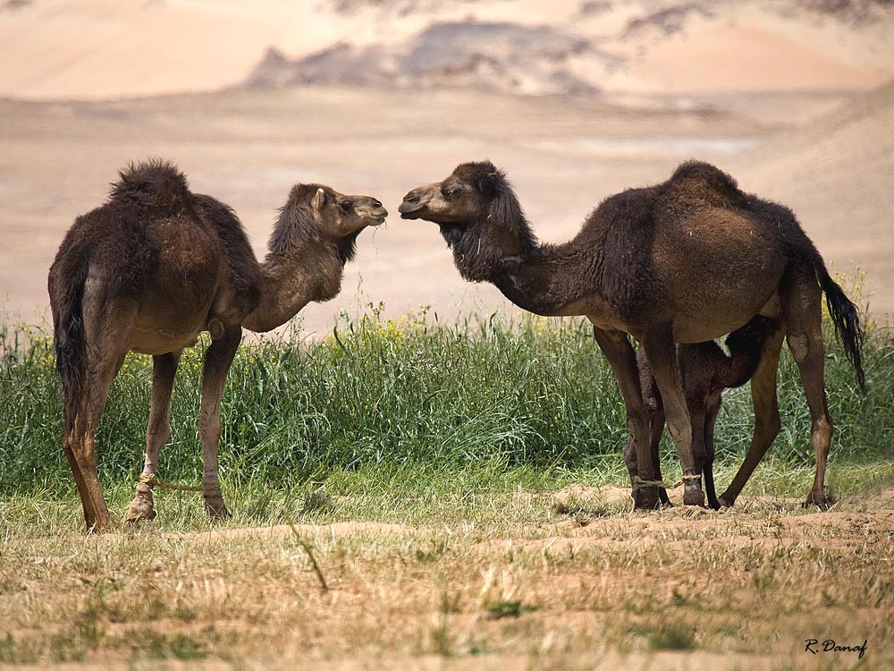 photo "Conversation" tags: nature, Africa, pets/farm animals