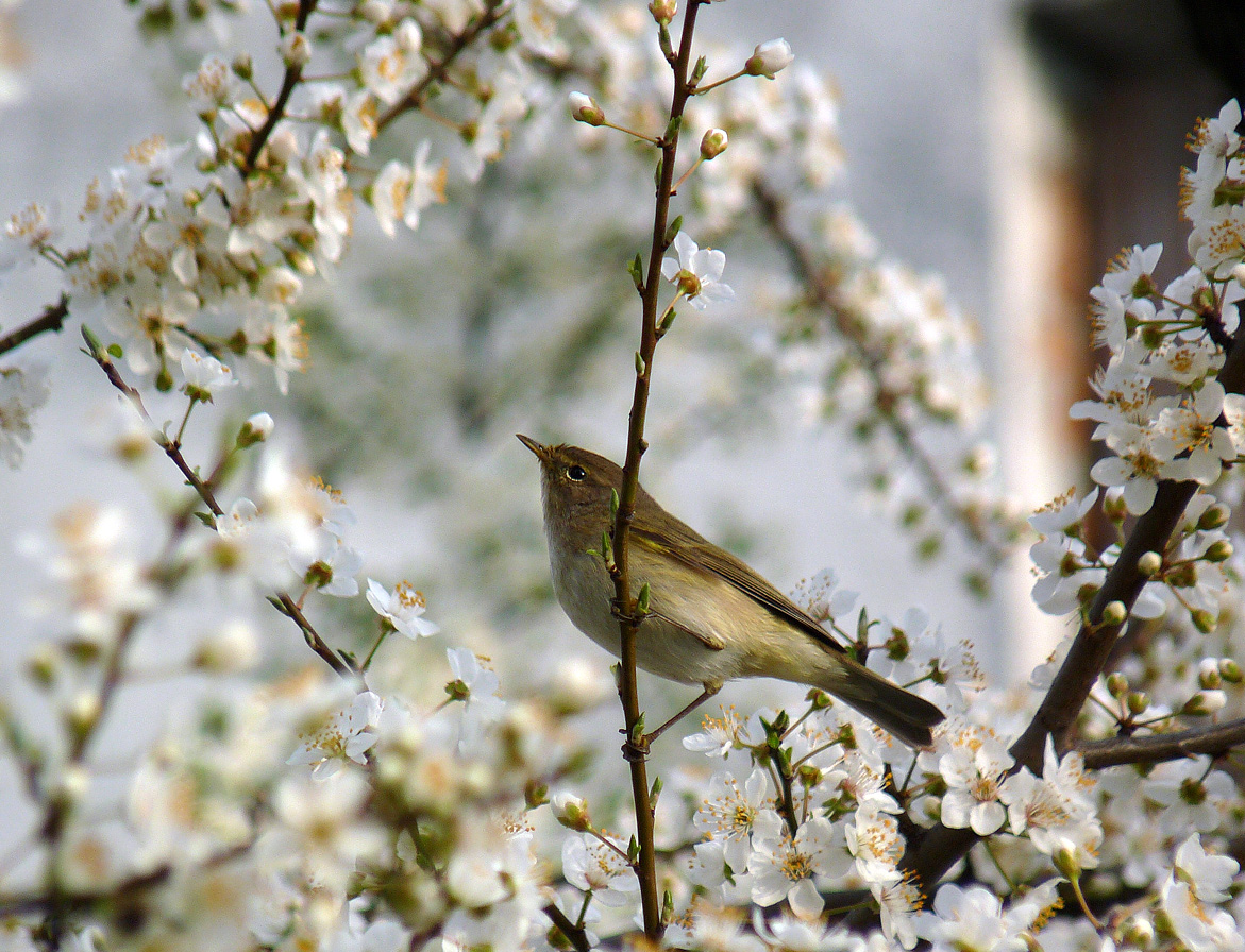 photo "***" tags: nature, wild animals