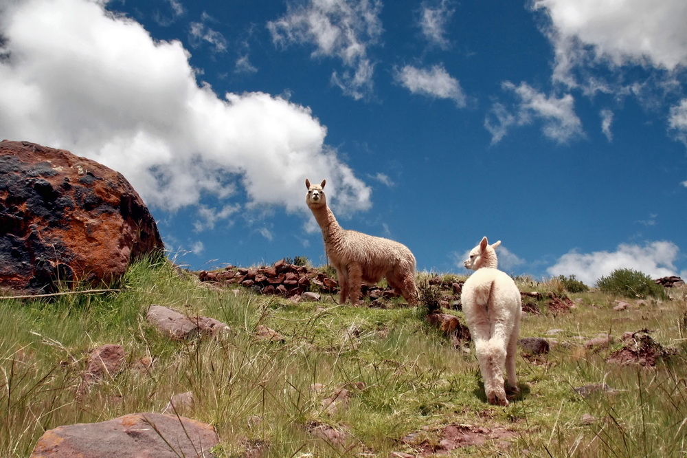 фото "прогулка молодоженов" метки: пейзаж, природа, путешествия, Южная Америка, горы, дикие животные, облака, солнце