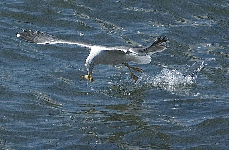 photo "Seagull" tags: nature, macro and close-up, Europe, Lisbon, Tejo, birds, coastline, harbour, ocean, seas