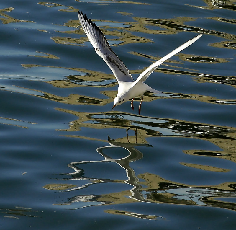 photo "Seagull" tags: nature, travel, Lisbon, coastline, ocean, portugal, reflections, water