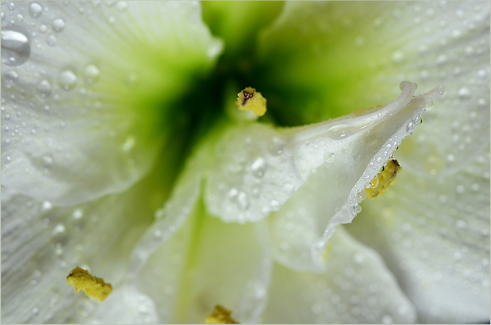 фото "«Глазами пчелки»" метки: природа, макро и крупный план, цветы