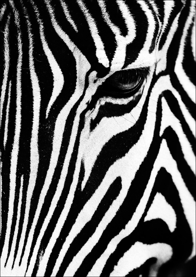 photo "***" tags: black&white, nature, 