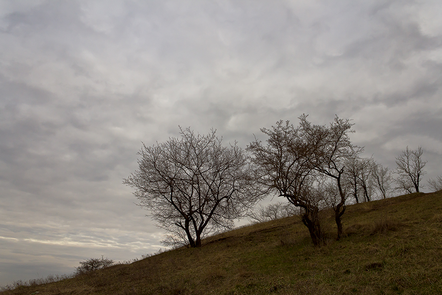 фото "Давящее небо..." метки: пейзаж, Запорожье, Украина, апрель, дерево, небо, облака