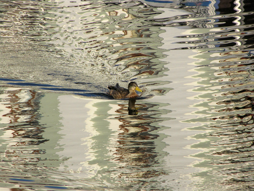 photo "duck" tags: nature, misc., fragment, bird