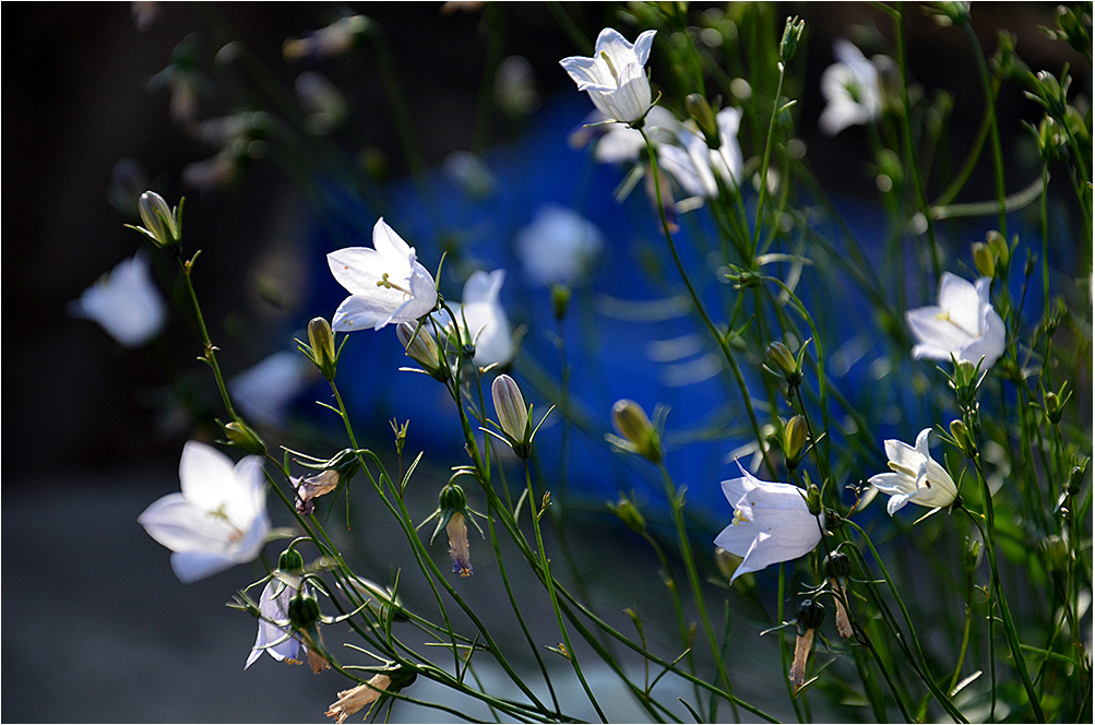 photo "***" tags: nature, flowers