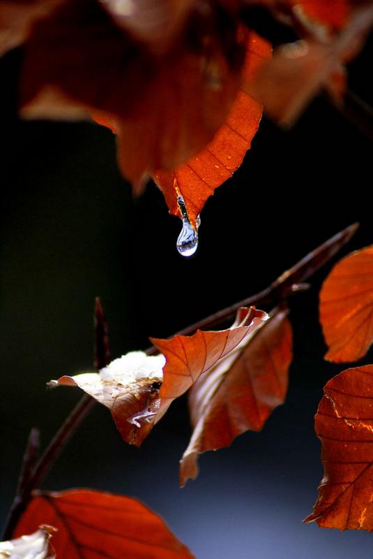 photo "***" tags: nature, macro and close-up, 