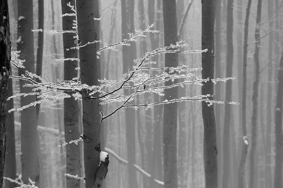 photo "***" tags: nature, black&white, 