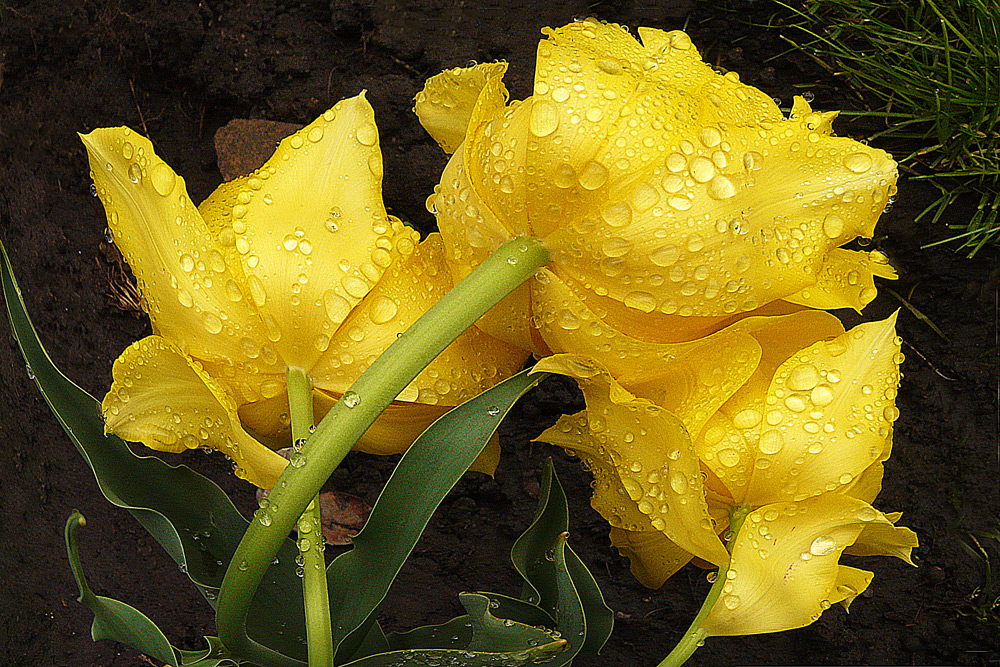 photo "***" tags: macro and close-up, drops, flowers, spring, tulip, yellow