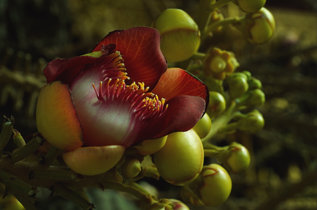 фото "Редкий тропический цветок" метки: природа, макро и крупный план, 
