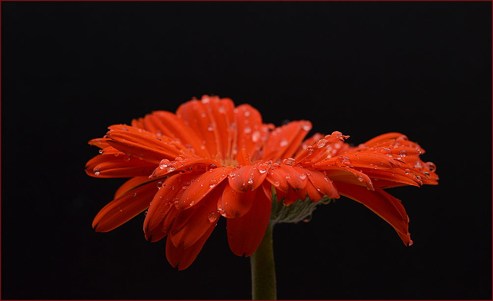 photo "***" tags: nature, macro and close-up, flowers