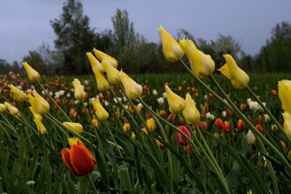 фото "Весенние..." метки: природа, 