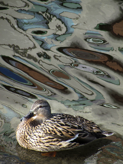 photo "duck" tags: nature, misc., landscape, bird