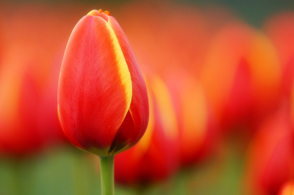 photo "red spring" tags: nature, still life, travel, Asia, flowers, spring, water