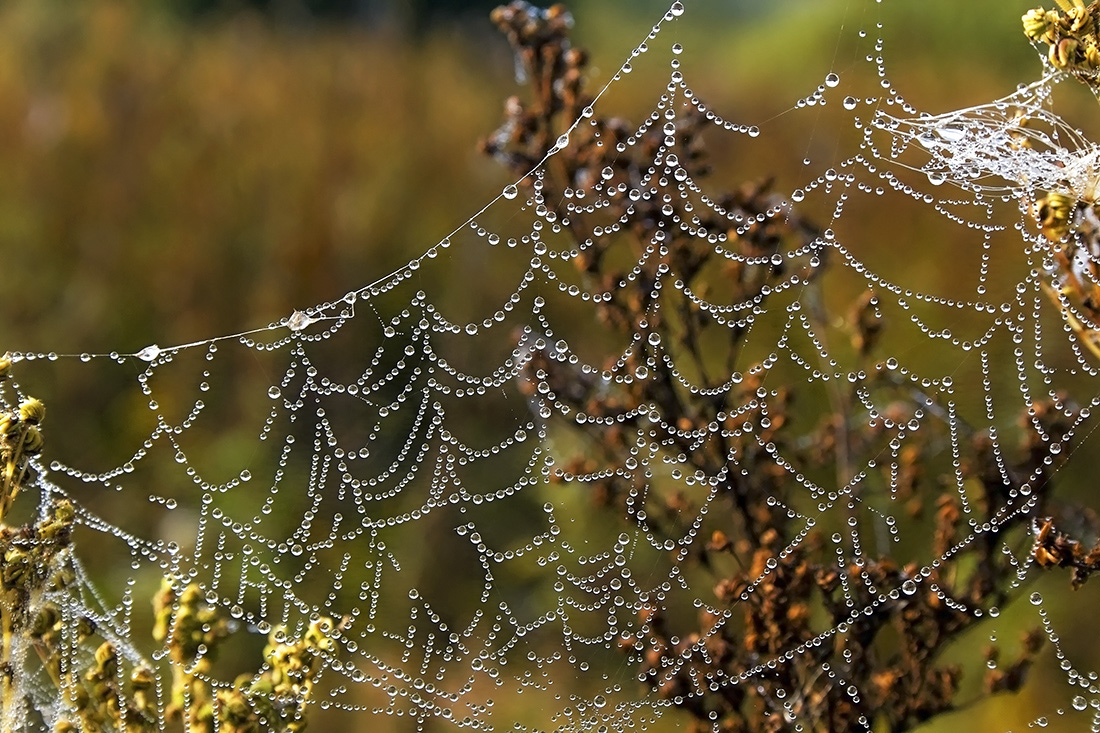 photo "***" tags: macro and close-up, nature, morning, паутина, роса