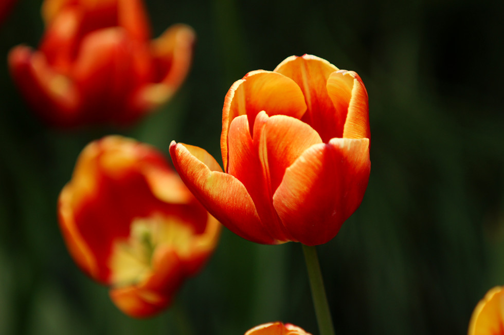 photo "*" tags: nature, still life, travel, Asia, flowers, spring