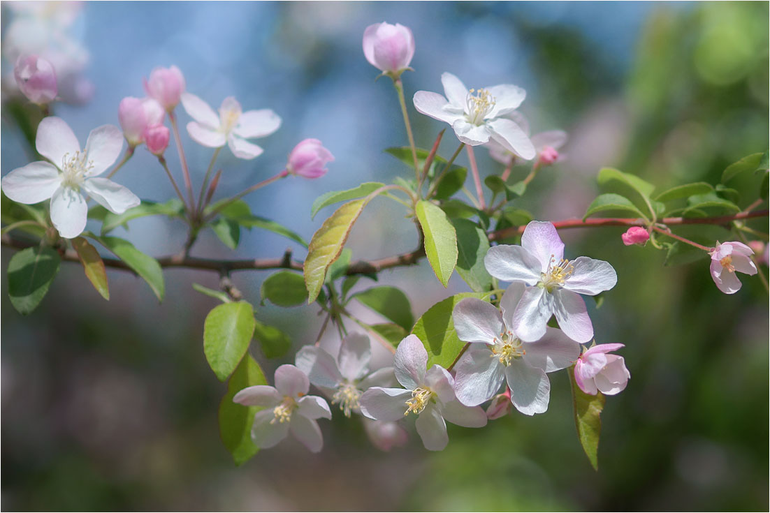 photo "***" tags: nature, 