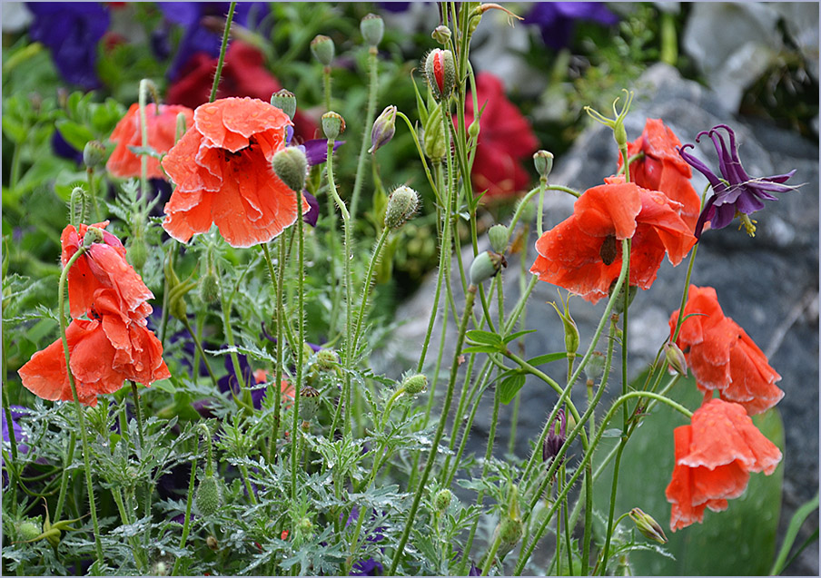 photo "***" tags: nature, flowers