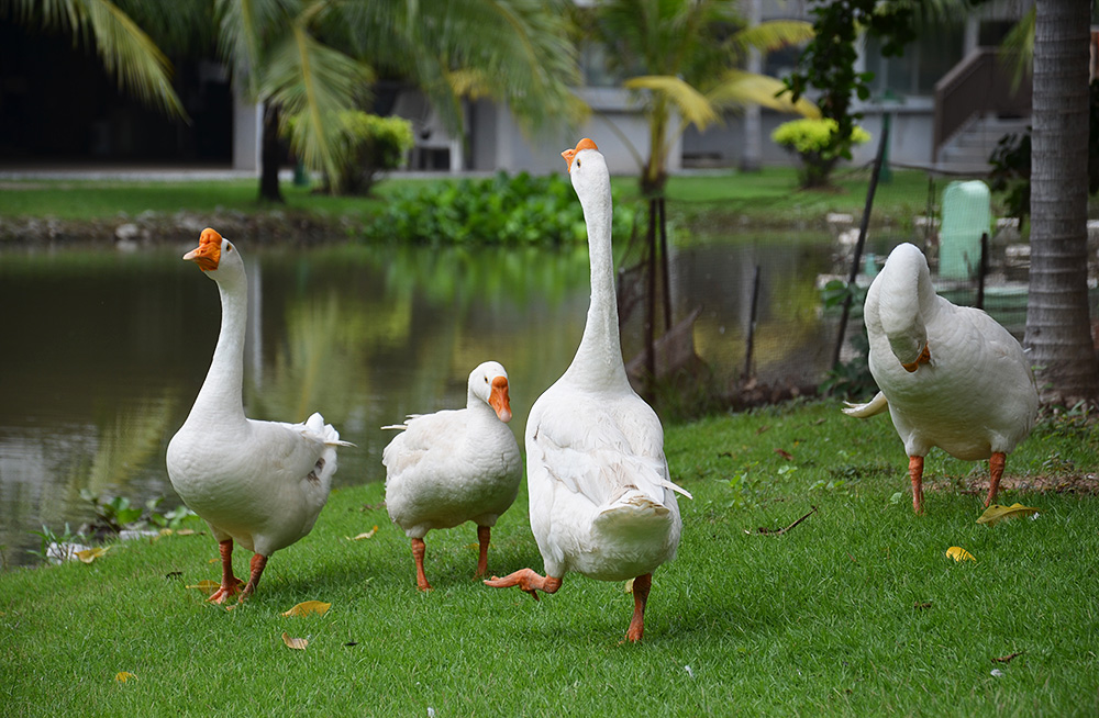 photo "***" tags: nature, travel, pets/farm animals