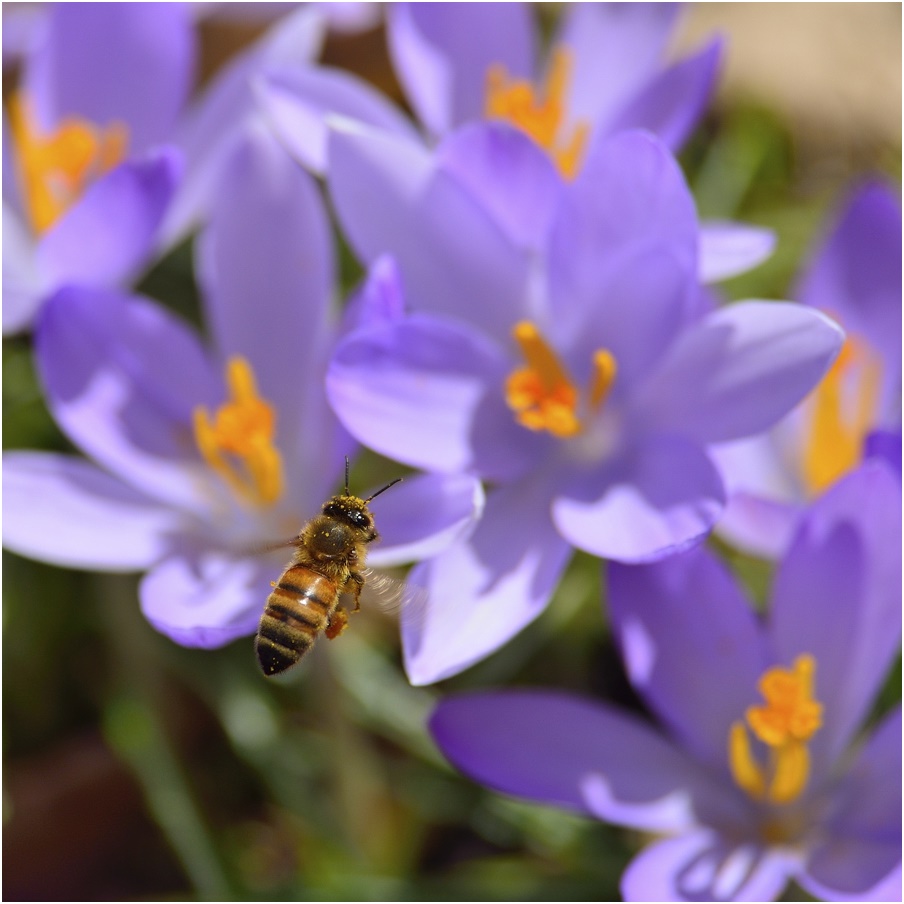 photo "feels like summer :)" tags: nature, macro and close-up, flowers, insect, spring