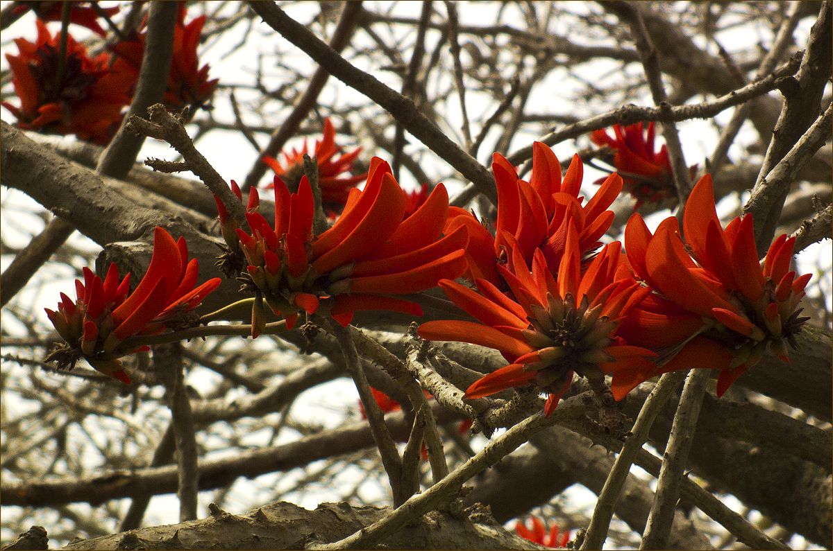 photo "This spring blossoming" tags: nature, 