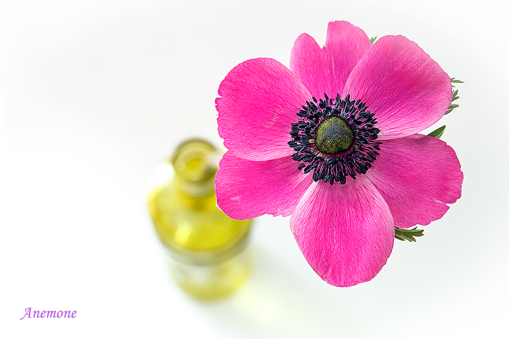 фото "Anemone" метки: , 