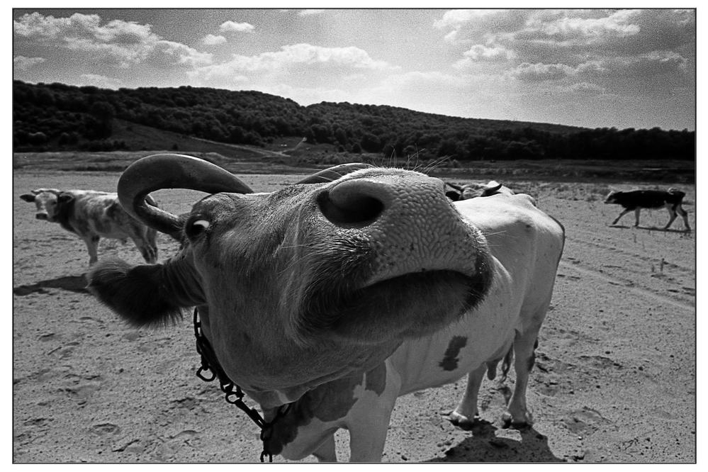 фото "Страшный Му" метки: природа, 