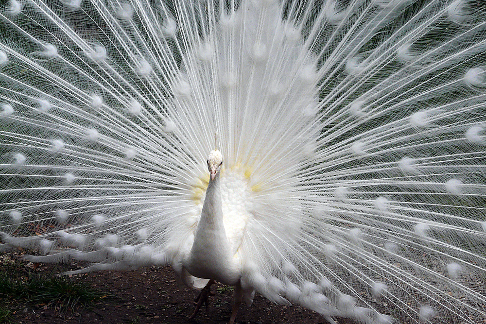 фото "***" метки: природа, репортаж, birds, домашние животные