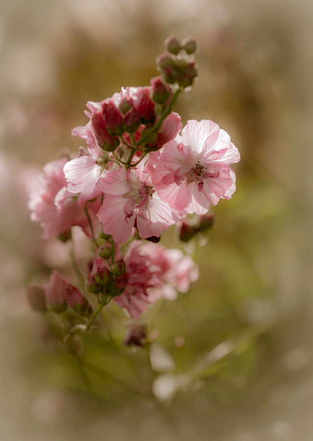 photo "***" tags: nature, flowers, summer, цветок