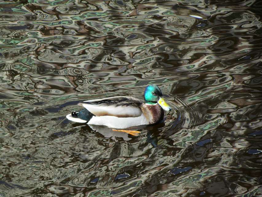 photo "duck" tags: nature, fragment, misc., bird, water