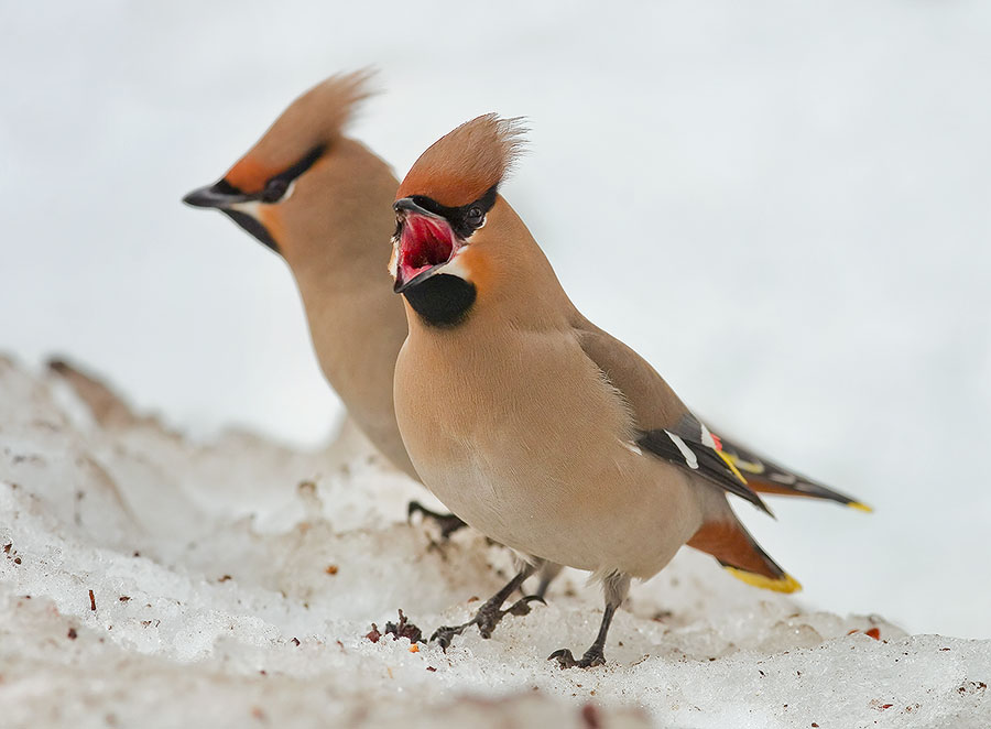 фото "Атас!!!" метки: природа, 