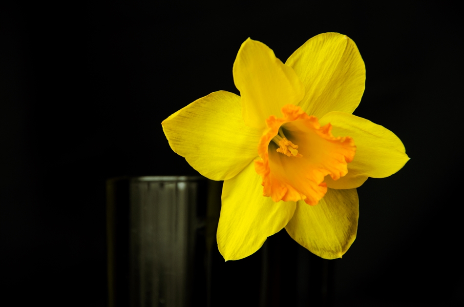 photo "***" tags: nature, macro and close-up, flowers