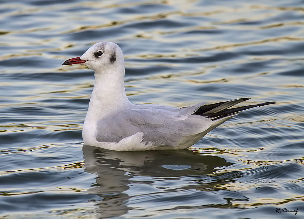 фото "Gull" метки: природа, птица