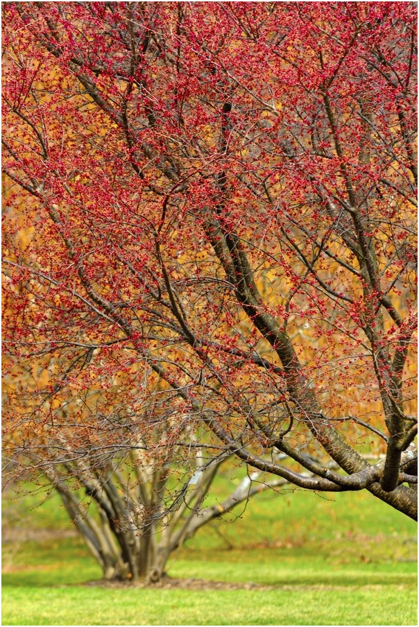 photo "spring colors" tags: landscape, nature, flowers, spring