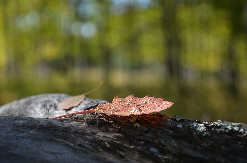 photo "***" tags: landscape, nature, forest