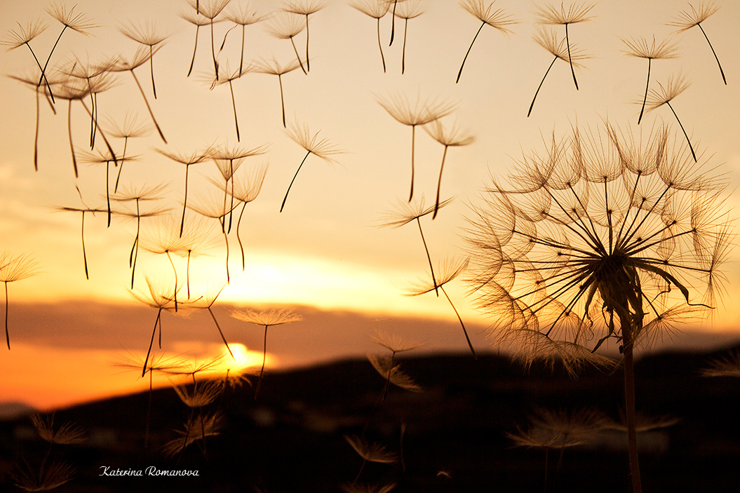 photo "***" tags: nature, landscape, travel, Greece, одуванчик