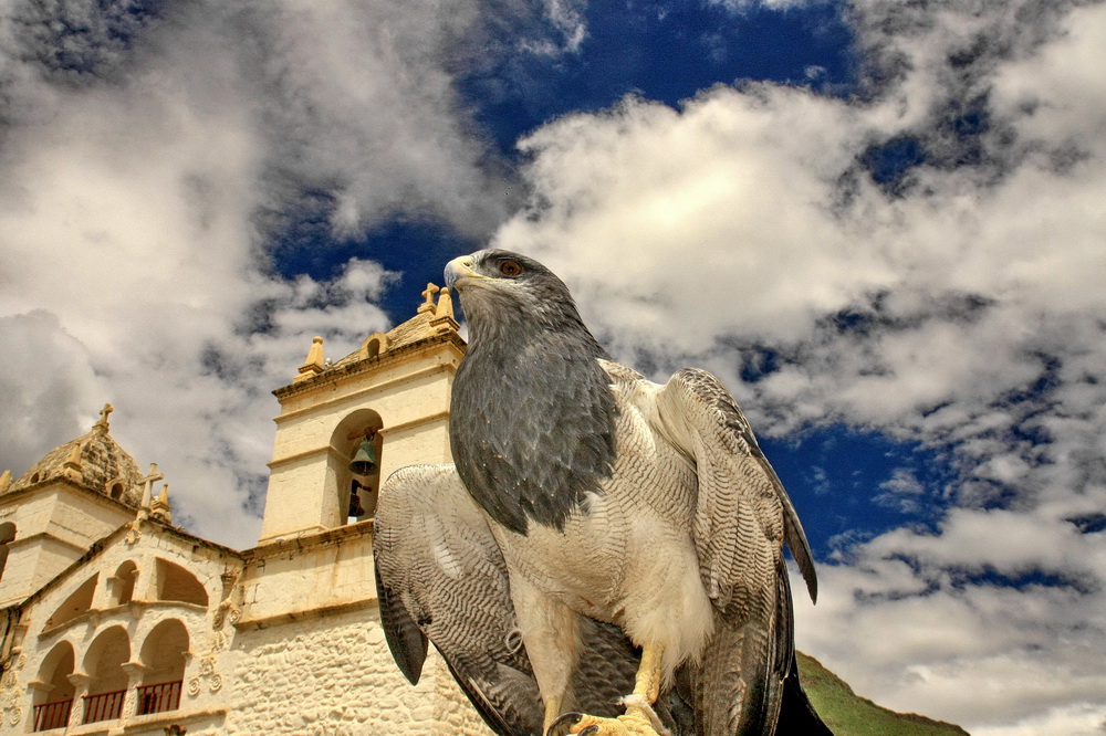 photo "***" tags: macro and close-up, nature, travel, South America, pets/farm animals