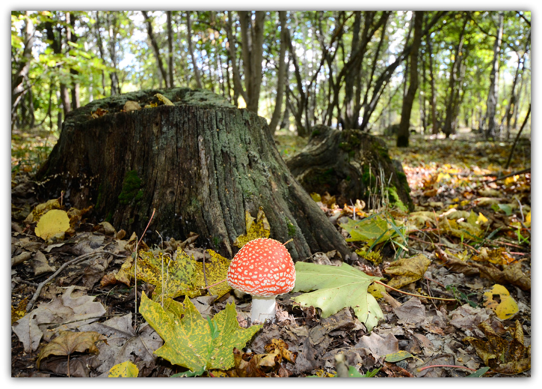 фото "Один в лесу дремучем" метки: природа, 