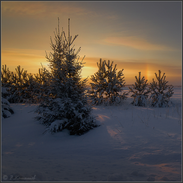 photo "***" tags: landscape, nature, evening, field, forest, sky, sunset, winter, январь