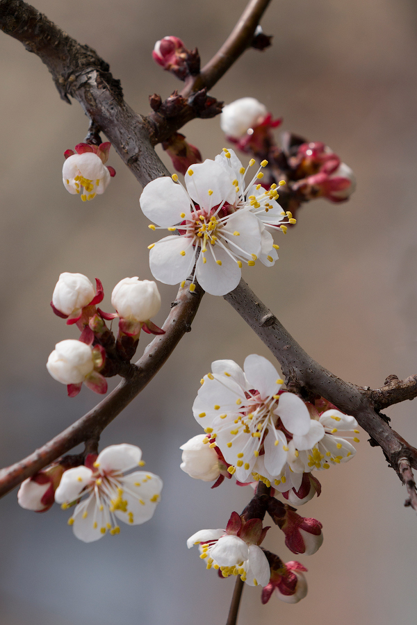 фото "Дань весне" метки: природа, макро и крупный план, абрикос, дерево, цветуечки