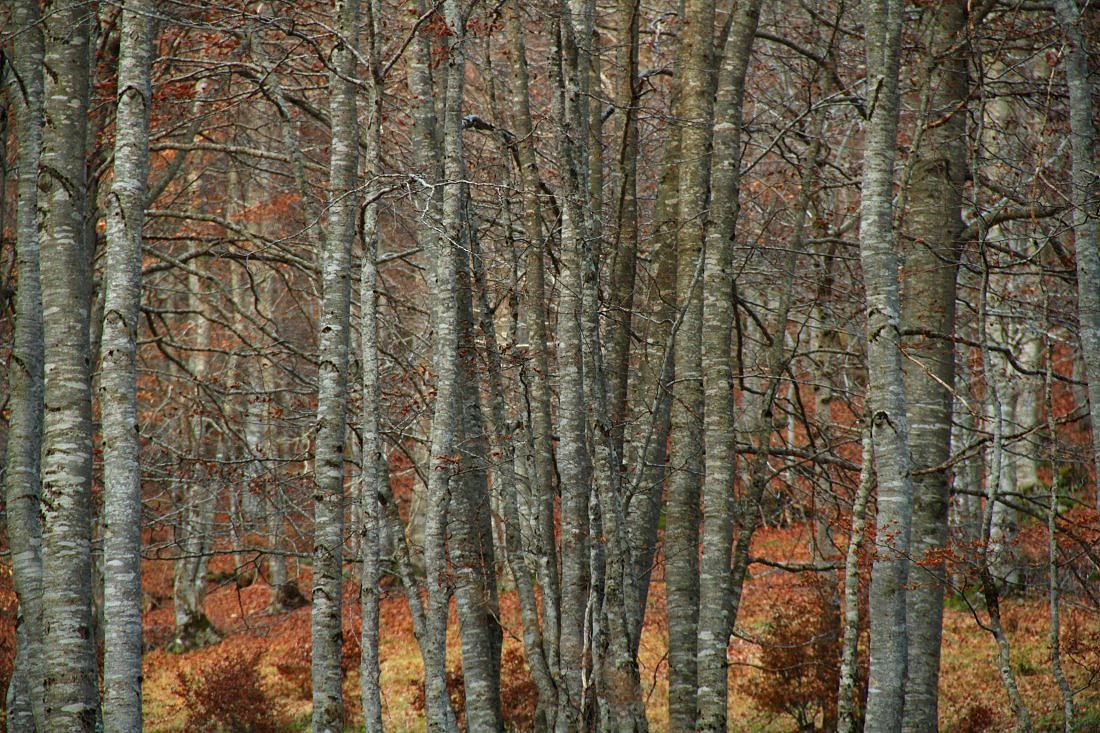 photo "the magic wood" tags: nature, Art, color, fine art, forest, landscapes, mountains, photography, winter, wood