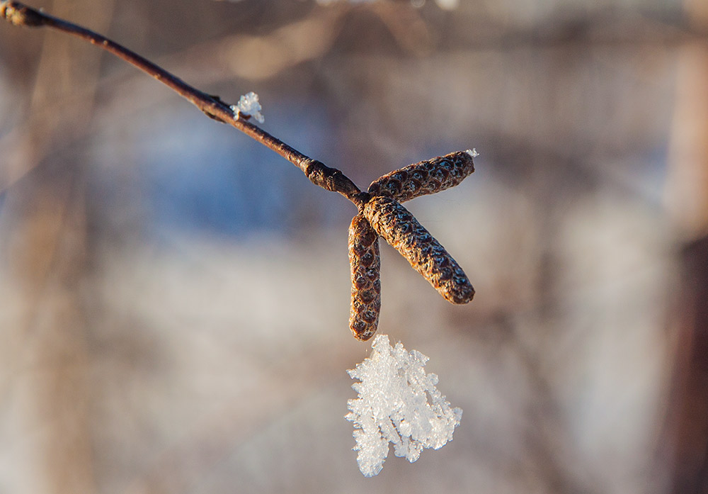 photo "***" tags: macro and close-up, nature, 