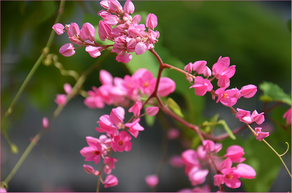 photo "***" tags: nature, flowers