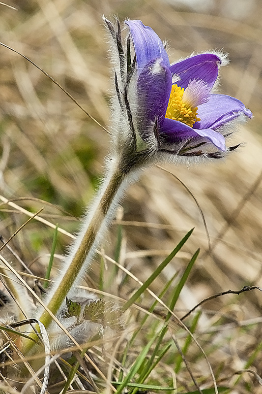 photo "***" tags: nature, flowers, spring, красиво, лютик, прострел, сибирь