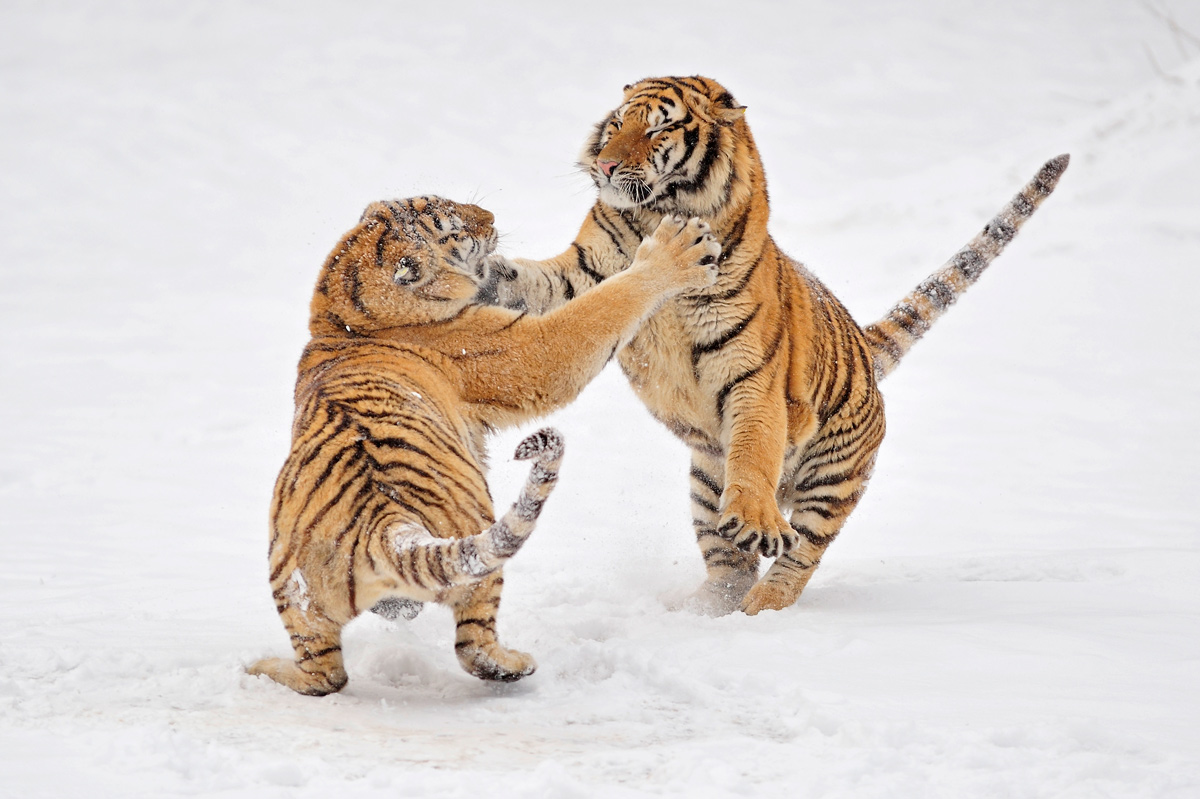 фото "Tiger fight" метки: природа, 