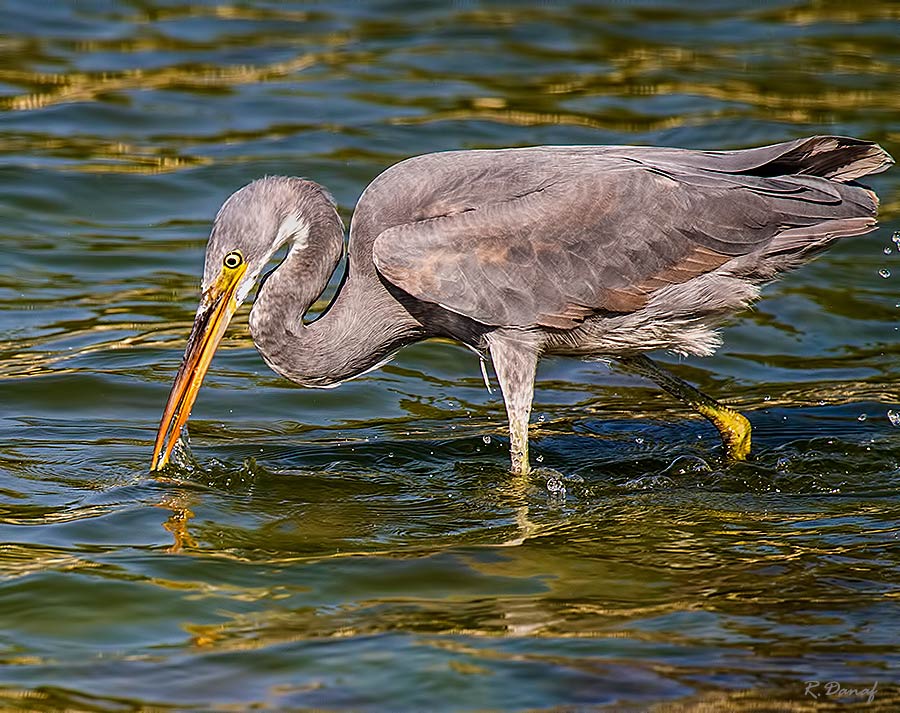 photo "Fishing 3" tags: nature, bird