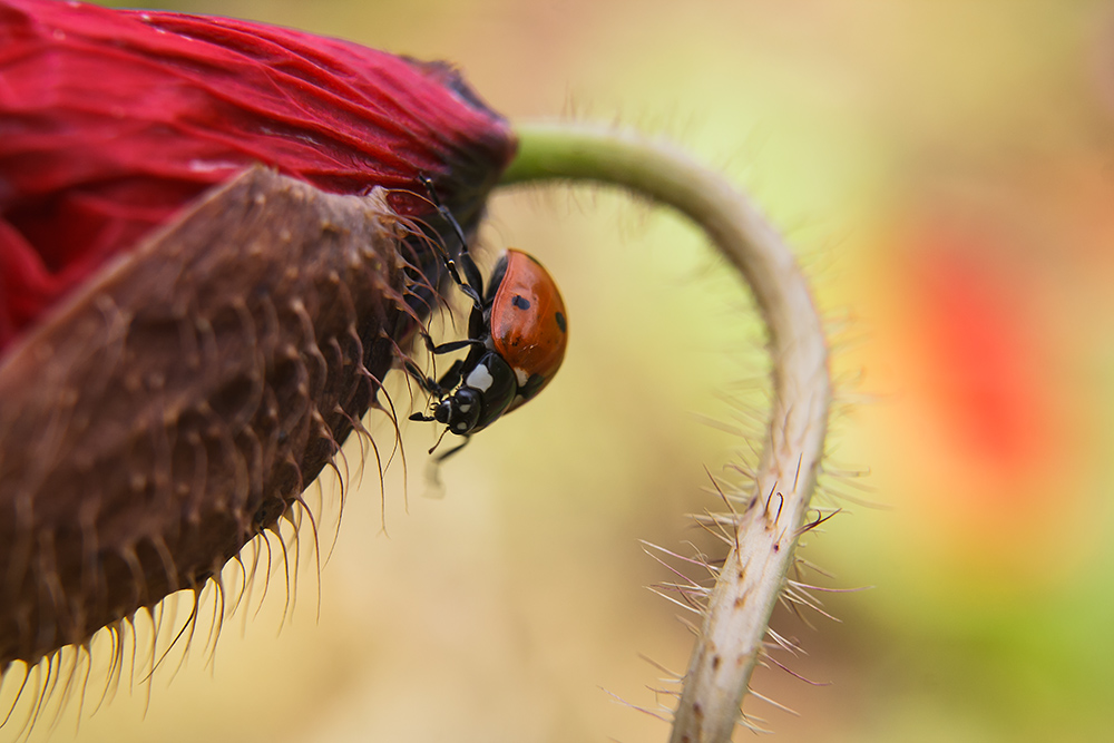 фото "Ich will..., Sommer." метки: , 