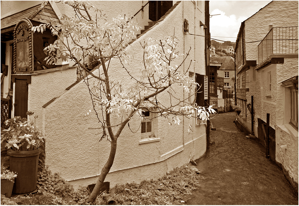 photo "Polperro." tags: black&white, travel, architecture, autumn, tree, water